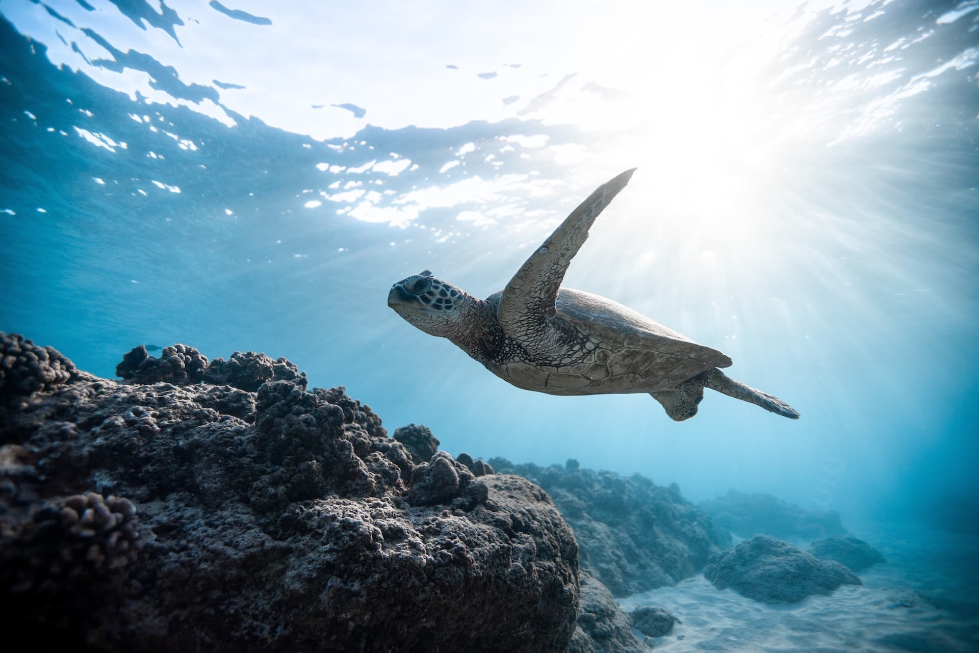Go Green! Reducing Plastic at Sea