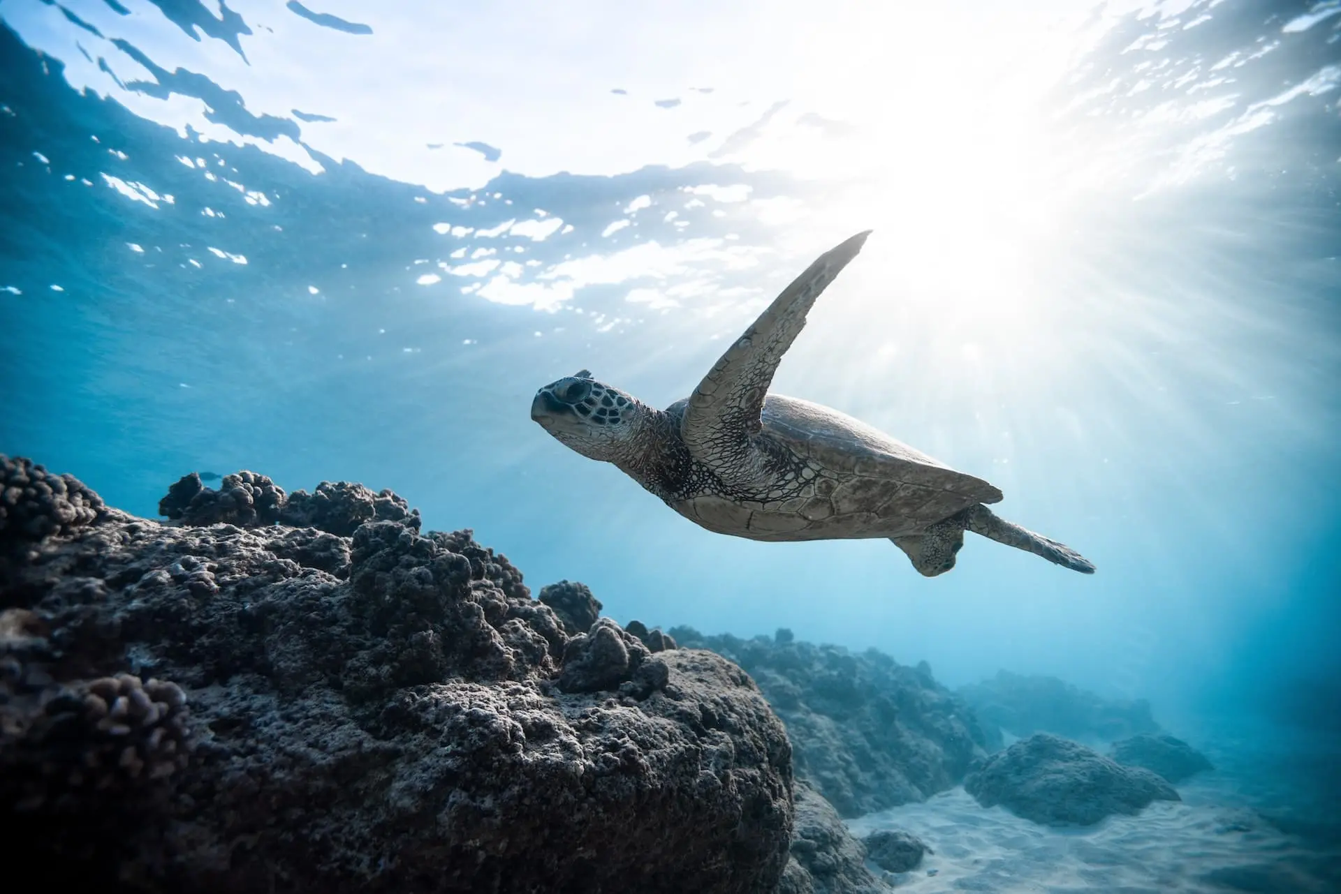 Sea turtle swimming in water